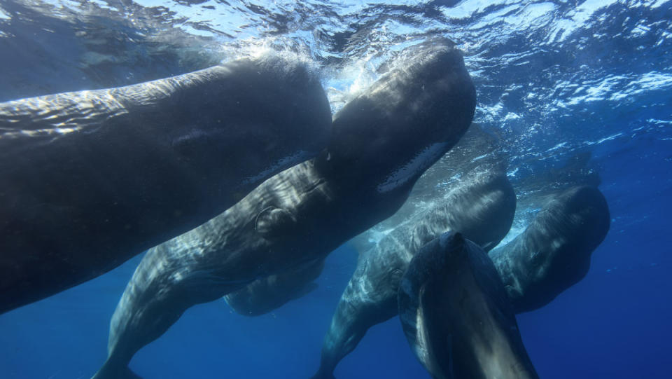 A team of researchers at Project CETI is using AI, drones, and robot fish to decipher the way sperm whales communicate.