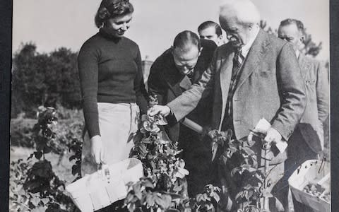 Baroness Trumpington as a Land Army Girl with Lloyd George checking her raspberries - Credit:  Andrew Crowley/The Telegraph