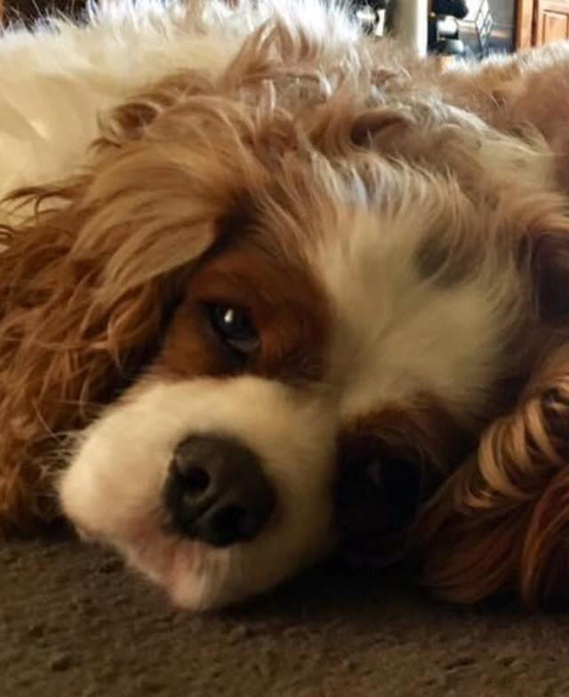 Photo shows cavalier Toby looking upset. 