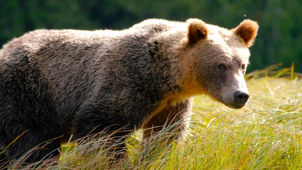 I'm A Bear Grizzly And Brown Bears Shirt