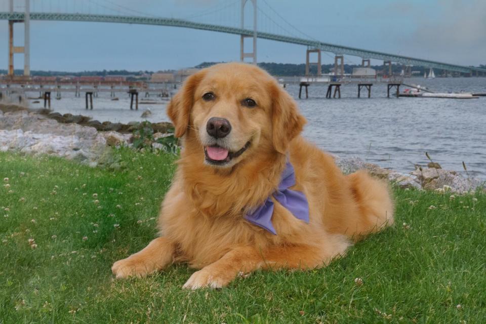 Penny the golden retriever