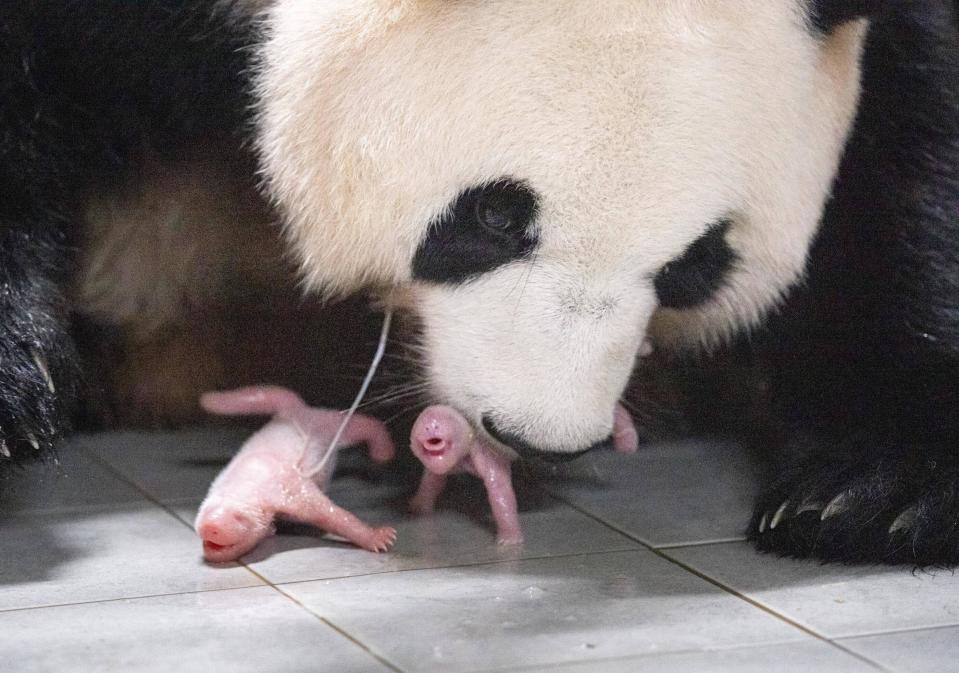 Mother giant panda Aibao cares for her newborn female twins, not long after they were born on July 7, 2023, at the EVERLAND amusement park near Seoul, South Korea.  / Credit: Courtesy of EVERLAND