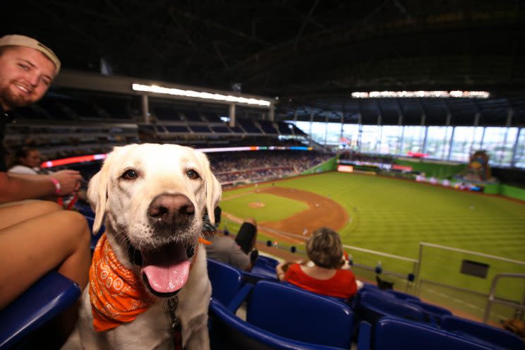 Dogs and baseball go together like peanut butter and jelly. (Getty Images)
