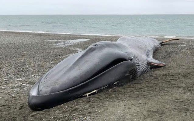 The dead whale washed up on a beach in southern Chile last weekend. Source: Twitter/ Rodrigo Saavedra