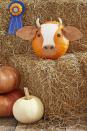 <p>We dare you do find a mooo-re adorable pumpkin. Start by downloading, tracing, and cutting out these <a href="https://hmg-prod.s3.amazonaws.com/files/pumpkin-carving-template-cow-ears-1018-1536169820.pdf?tag=syn-yahoo-20&ascsubtag=%5Bartid%7C10055.g.23570028%5Bsrc%7Cyahoo-us" rel="nofollow noopener" target="_blank" data-ylk="slk:cow ear and nose templates;elm:context_link;itc:0;sec:content-canvas" class="link ">cow ear and nose templates</a> onto brown leather. Repeat with this <a href="https://hmg-prod.s3.amazonaws.com/files/pumpkin-carving-template-cow-1018-1536169820.pdf?tag=syn-yahoo-20&ascsubtag=%5Bartid%7C10055.g.23570028%5Bsrc%7Cyahoo-us" rel="nofollow noopener" target="_blank" data-ylk="slk:forehead pattern;elm:context_link;itc:0;sec:content-canvas" class="link ">forehead pattern</a> on a corn husk. Hot-glue ears, nose, and forehead to the bottom of a pumpkin. Paint two pumpkin seeds with black craft paint. Hot-glue the seeds for nostrils, black buttons for eyes and dried bunny tail grass tops for horns.</p>