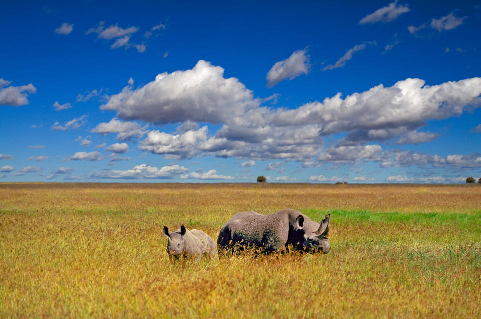 A mother black rhinocerous and her young calf feed on grass in the flat savannah region of northern Tanzania