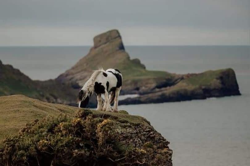 A horse pictured along a cliff edge -Credit:Donna Jones