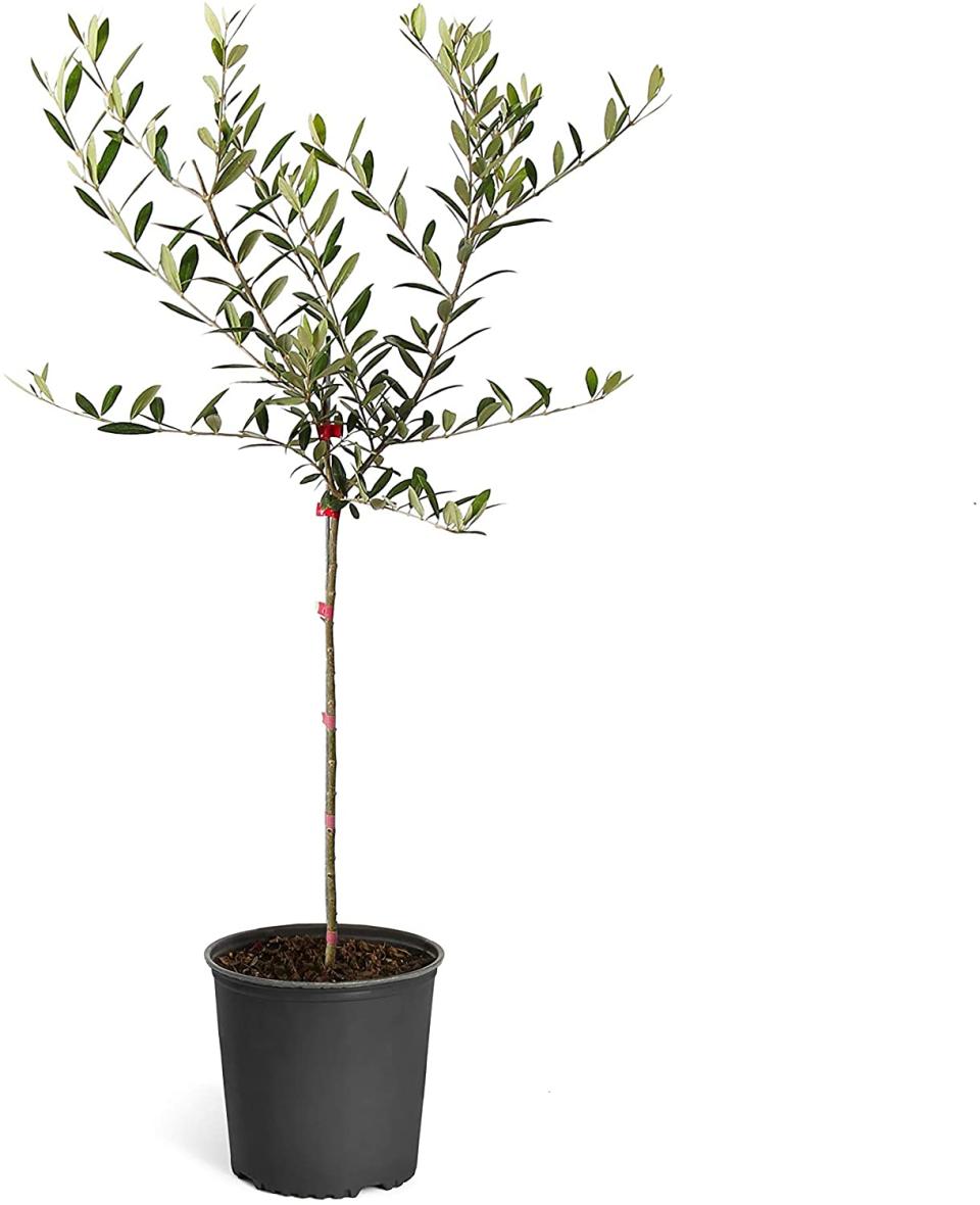 indoor olive tree