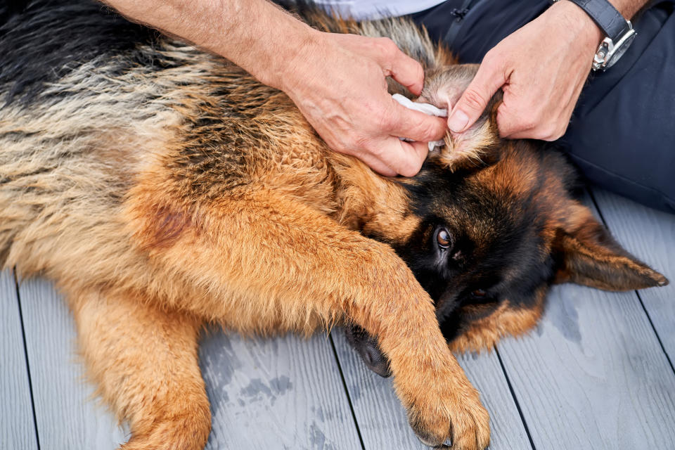 Men's hands cleaning a dog's ears. The dog covers himself with his paw. (Photo via Getty Images)