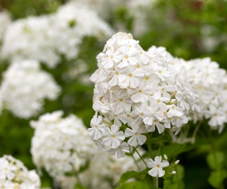 white phlox