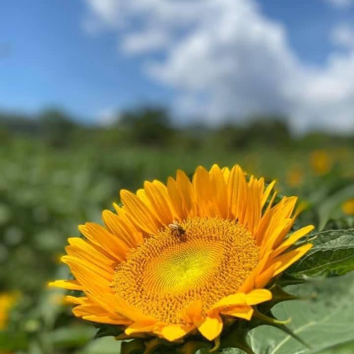 信芯園