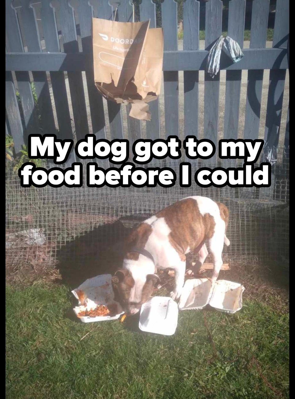 A DoorDash paper bag with a hole in the bottom hanging from a fence, and a dog eating the remnants of a takeout order on the grass below, with the caption "My dog got to my food before I could"