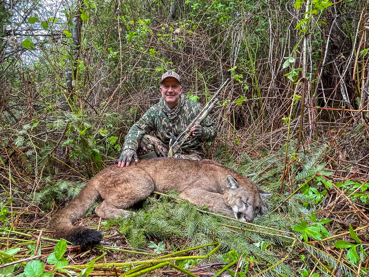 mountain lion hunting