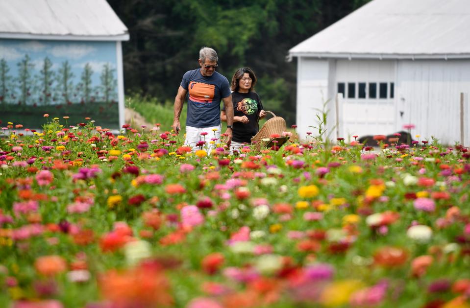 Pick your own sunflowers and zinnias at Durr’s Blue Box Produce in Wrightstown, N.J.