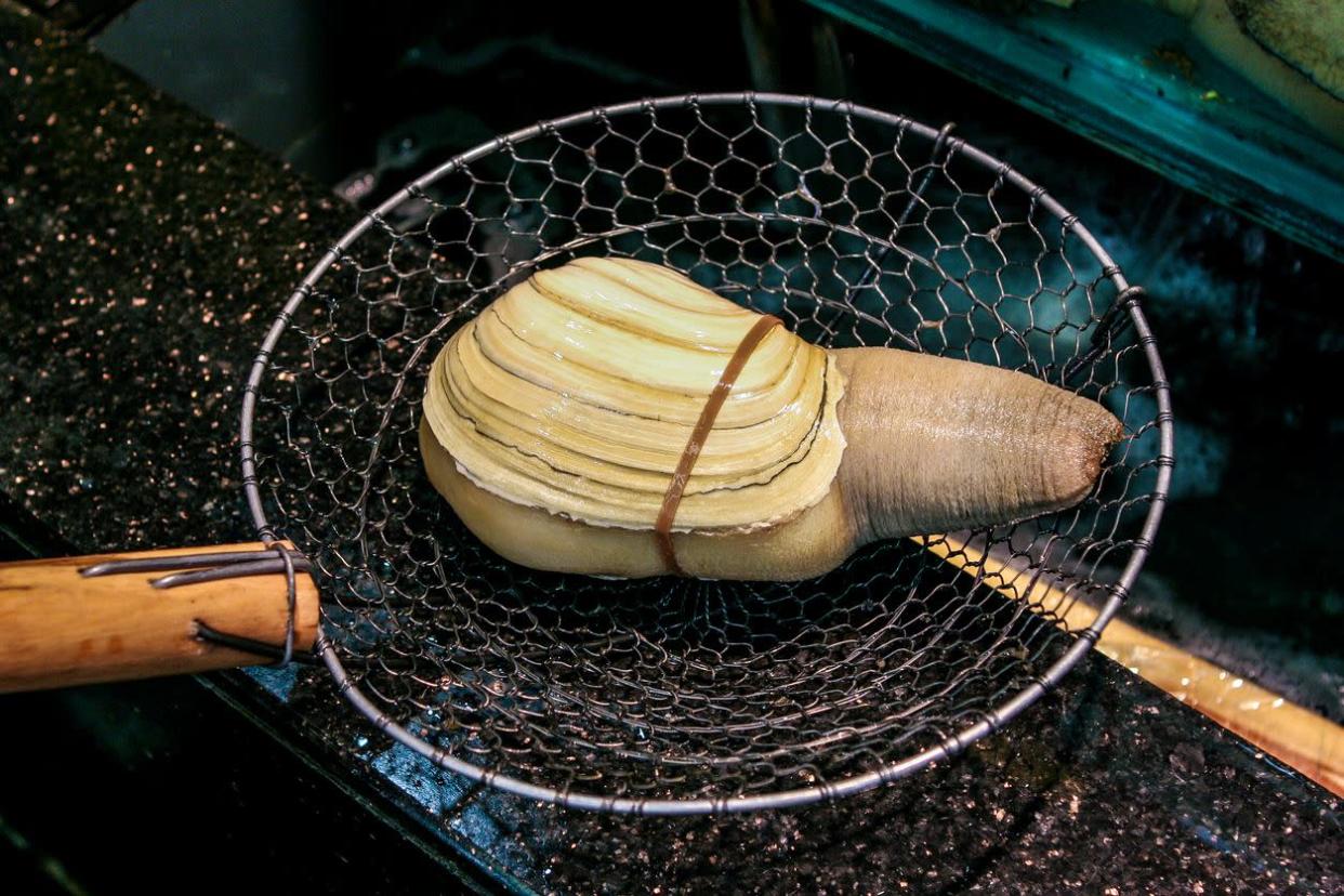 Pacific giant clam (geoduck) before being cooked in a fish restaurant