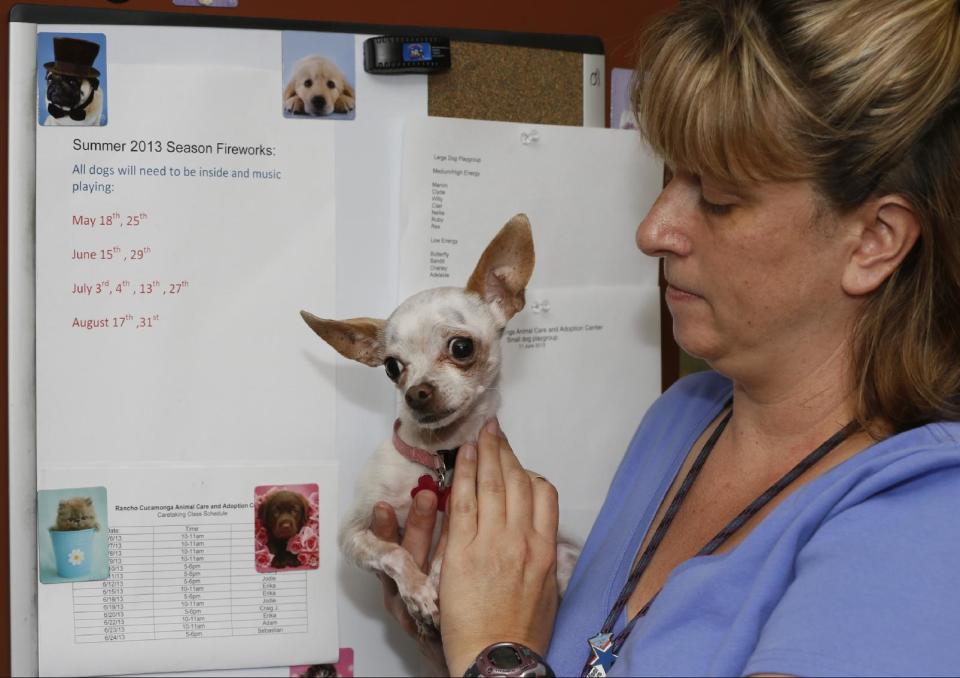 In this photo taken Friday, June 28, 2013, Dr. Michele Toomoth, the shelter veterinarian holds Bella Boo, a sensitive five-year-old Chihuahua, next to a calendar posting of the 2013 season fireworks at City of Rancho Cucamonga Animal Care & Adoption Center in Rancho Cucamonga, Calif. The center, 45 miles east of Los Angeles, is on the same grounds as LoanMart Field, home to the Rancho Cucamonga Quakes, a Los Angeles Dodgers baseball farm team. Saturday night home games end with fireworks shows. Classical music is played throughout the center beginning in the early evening on nights with fireworks. (AP Photo/Damian Dovarganes)