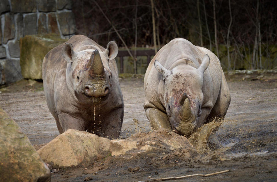 In this undated photo provided by Safari Park Dvur Kralove, Black Rhinos Mandela and Jasiri are photographed at Safari Park Dvur Kralov, in Dvur Kralove nad Labem, Czech Republic. Officials say five critically endangered eastern black rhinos from wildlife parks in three European countries are ready for a transport back to their natural habitat in Rwanda, where the entire rhino population was wiped out during the genocide in the 1990s. (Dominika Stempa/ Safari Park Dvur Kralove via AP)