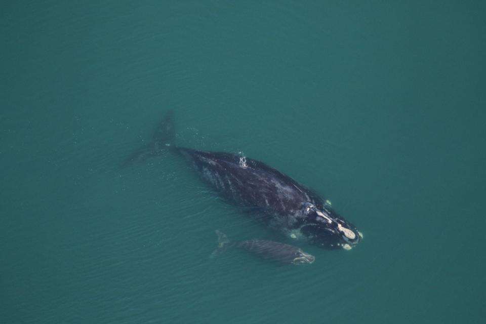 A North Atlantic right whale named Medusa, along with her calf, is shown off the coast of Georgia in this December, 2022, photo.