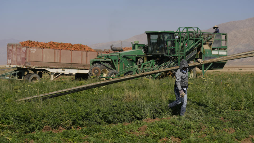 Carrots are picked on a field owned by Grimmway, Wednesday, Sept. 20, 2023, in New Cuyama, Calif. (AP Photo/Marcio Jose Sanchez)