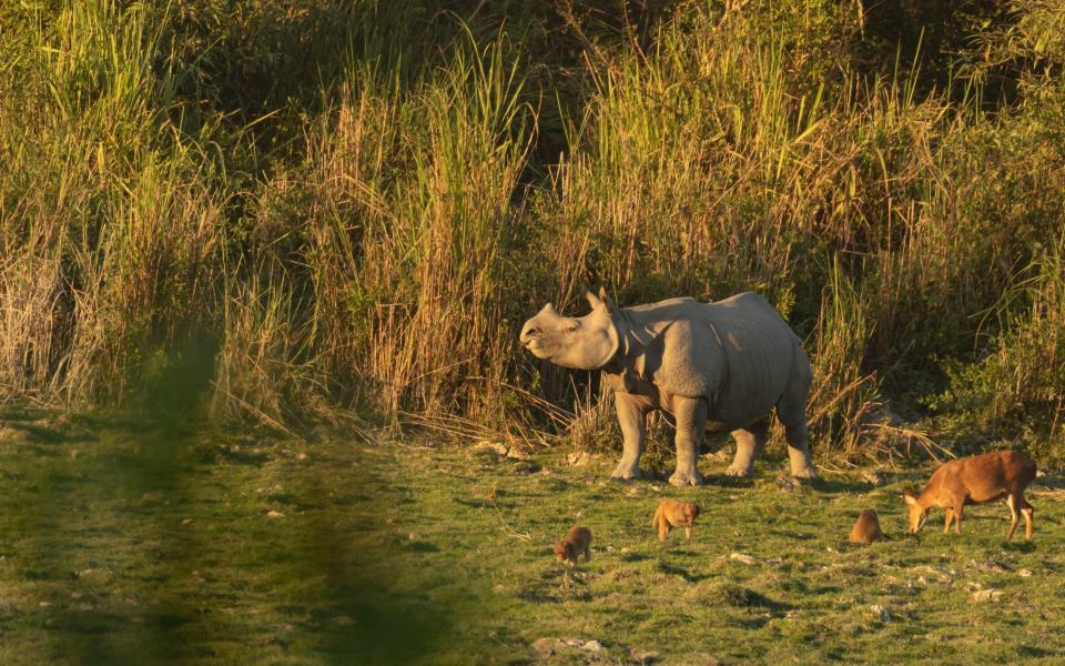 A one horned rhino