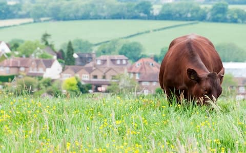 cow grazing - Credit: Alamy