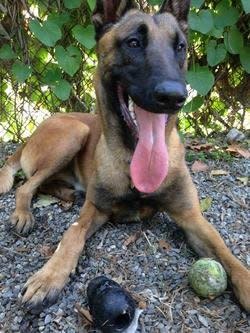 Meet Nero! At only 9 months old, this Belgian Malinois mix is still a huge puppy.   He loves fetch, and will play for hours if you let him -- he is also full of kisses. An adult home with a tolerant, teacher dog would be a great match for this handsome boy.   Find out more <a href="http://parl.org/adopt/adoptable-dogs/nero" target="_blank">on this big baby's adoption page</a>.