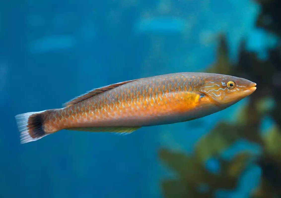 Tropical señorita fish, like this one, colonized waters off the coast of central California during a prolonged ocean heat wave known as the Blob. Monterey Bay Aquarium