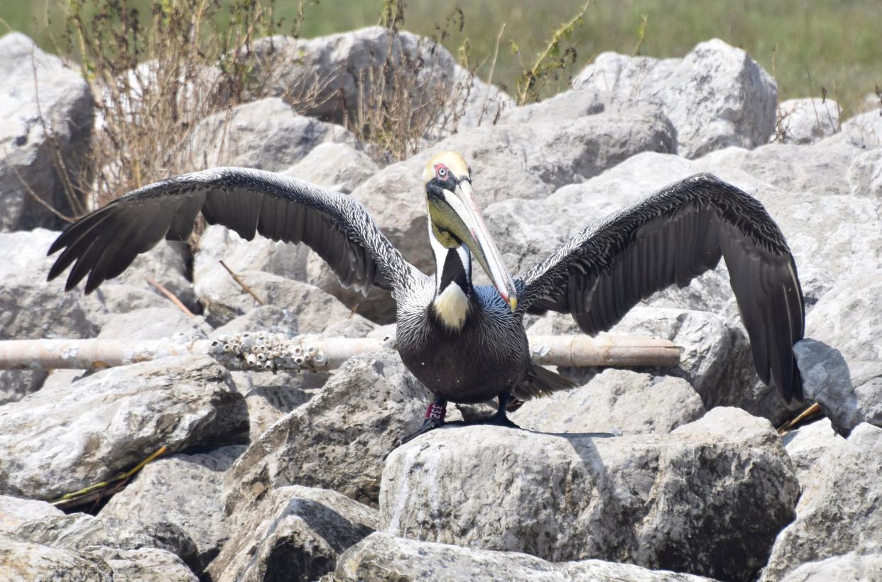 BP Spill Rescued Pelican Returns (Casey Wright)