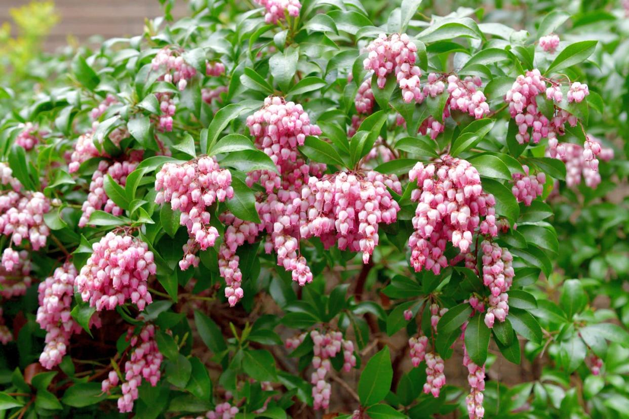 winter flowers lily of the valley shrub