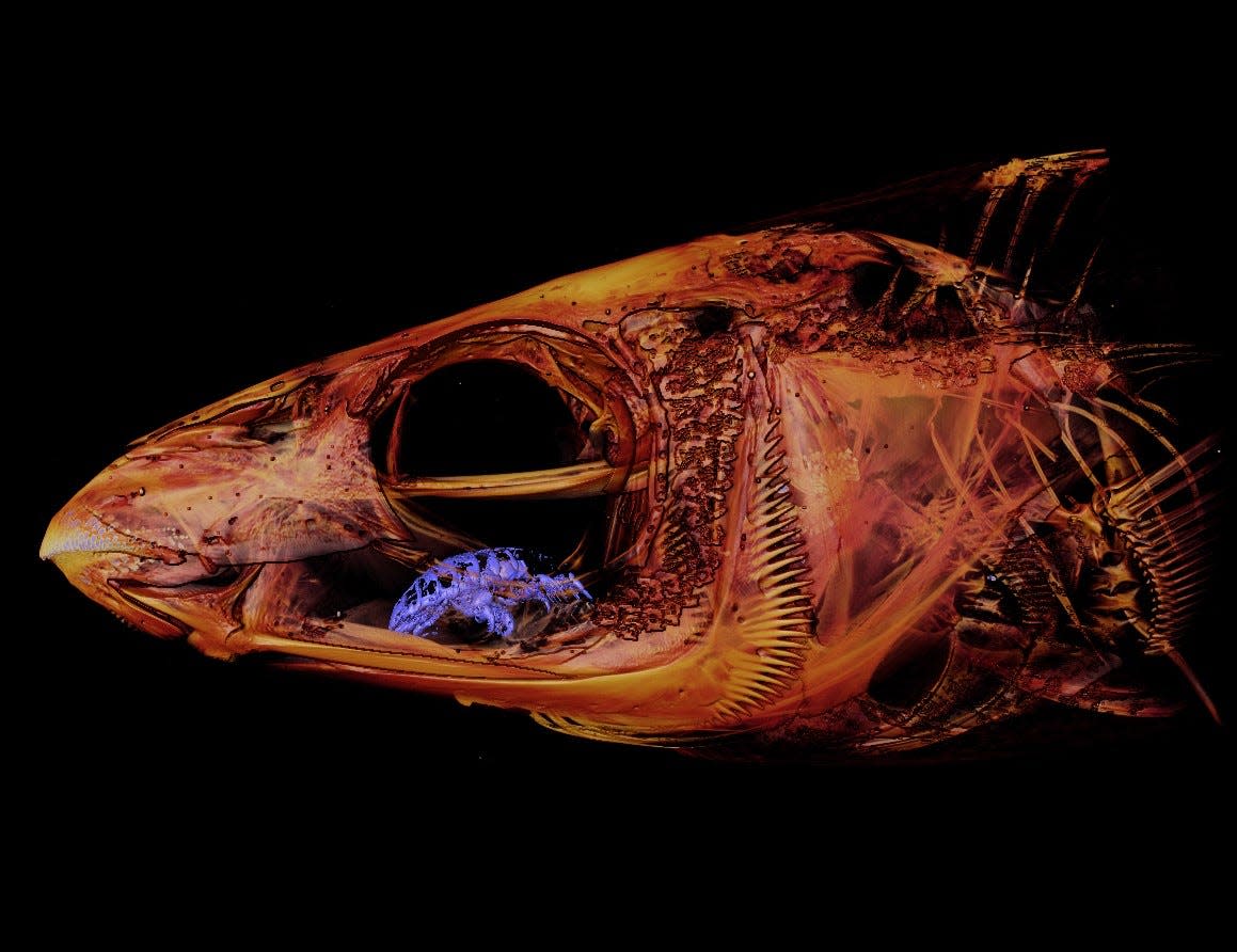 Very gross, very fascinating—a scan of the Odax cyanollix with the tongue-eating louse in its mouth.