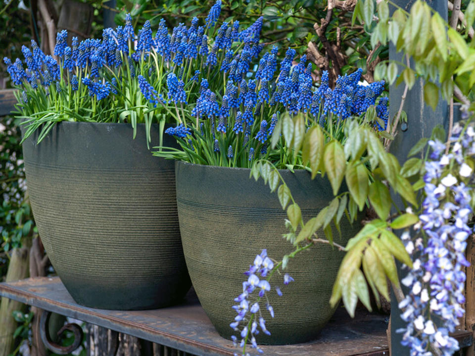 Blue Magic muscari in containers