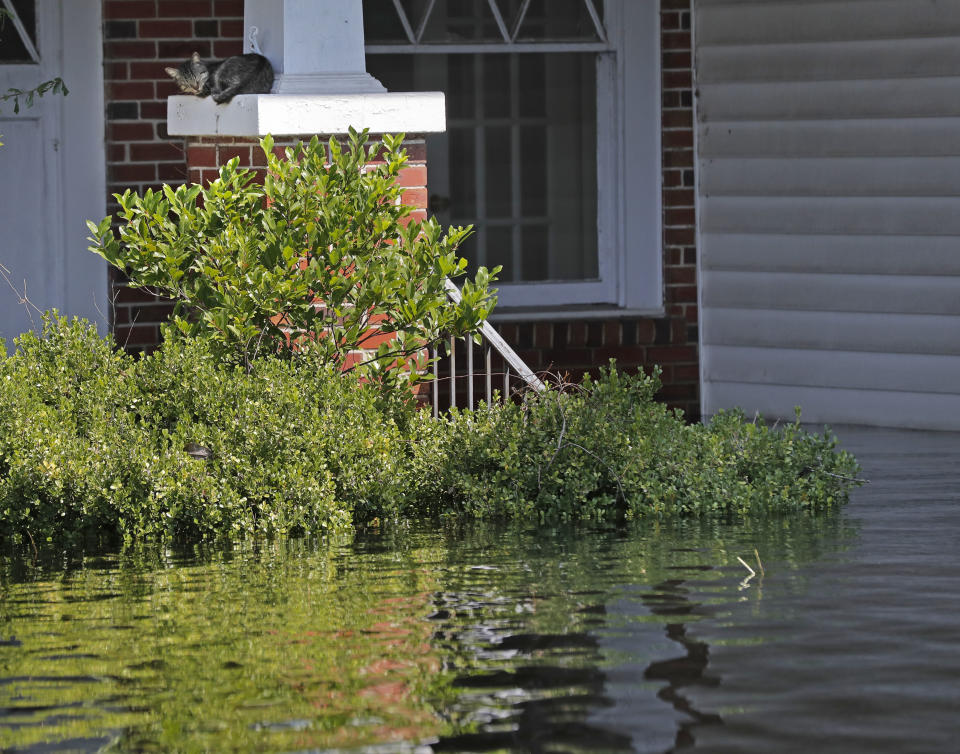 A cat sits on a column surrounded by floodwaters in the aftermath of Hurricane Florence in Nichols, S.C., Friday, Sept. 21, 2018. Virtually the entire town is flooded and inaccessible except by boat, just two years after it was flooded by Hurricane Matthew. (AP Photo/Gerald Herbert)