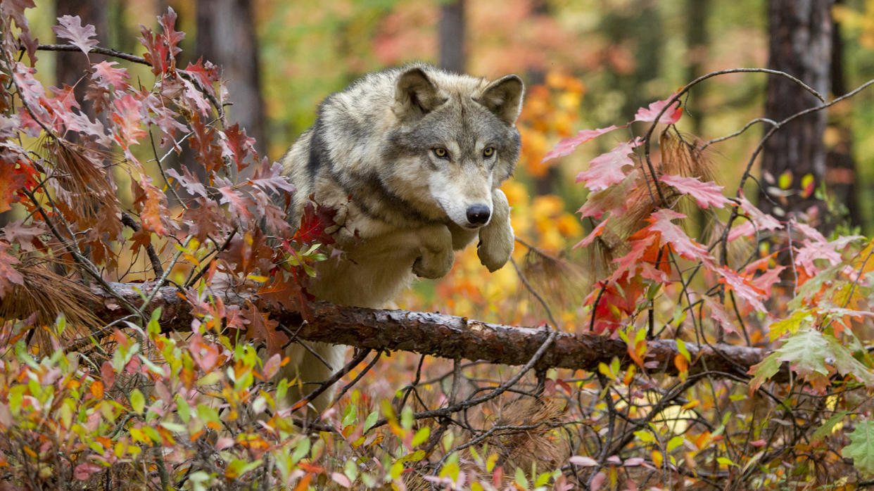 Gray Wolf jumping over log in autumn