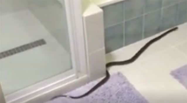 Snake in bathroom on Gold Coast