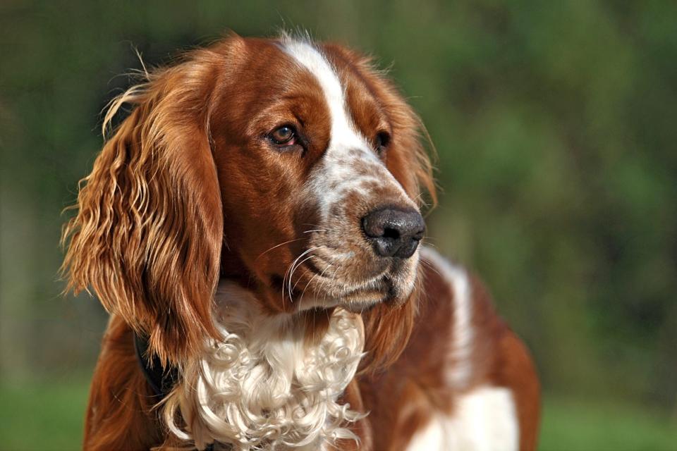 welsh springer spaniel profile outdoors