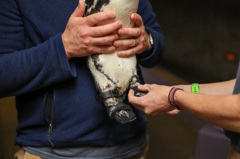 New England Aquarium workers care for Beach Donkey. 