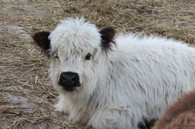 What's cuter than a fluffy cow? Mini highland cows.