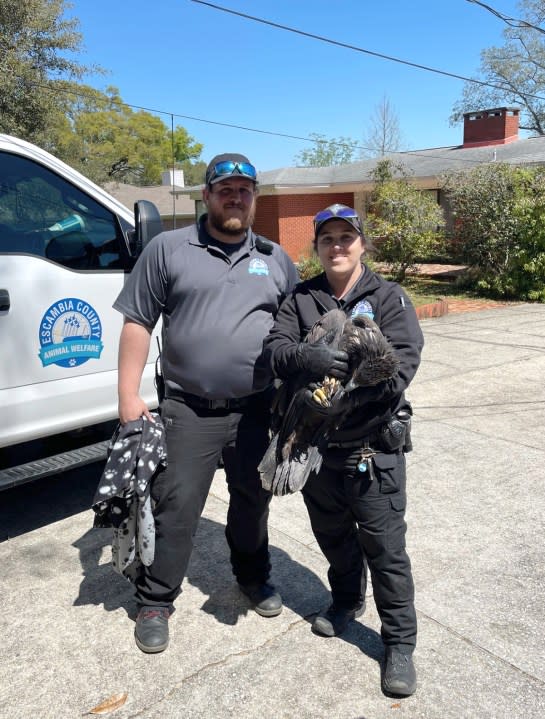 Escambia County Animal Welfare Officer Johnathan Harrington and Lead Animal Welfare Officer Sgt. Merideth Roberson with an injured juvenile bald eagle they rescued from a residence. (Photo courtesy of Escambia County)