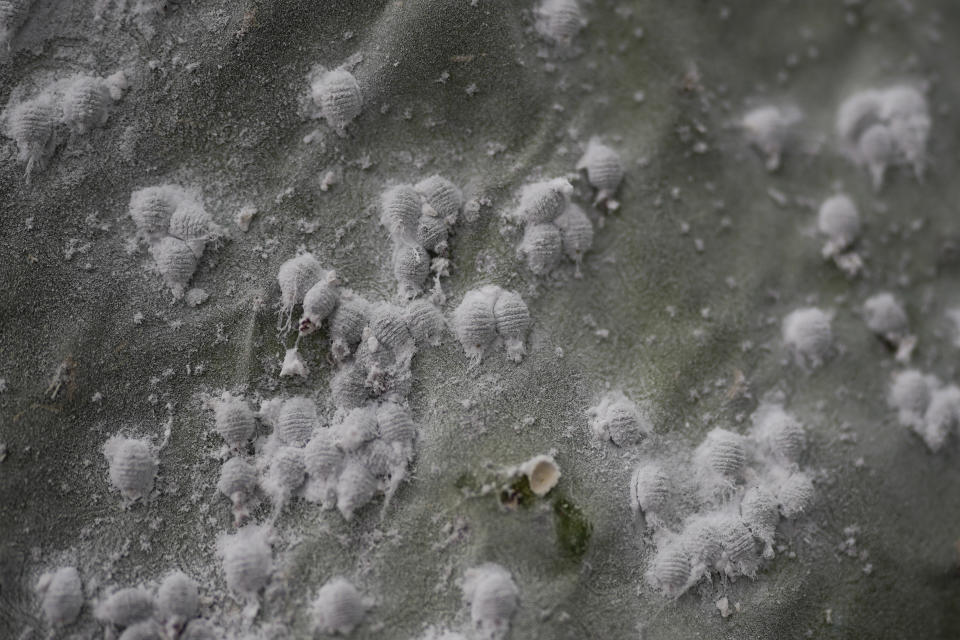 Unhatched Dactylopius coccus larvae feed off a nopal cactus pad, in the Garcia's family greenhouse in San Francisco Tepeyacac, east of Mexico City, Thursday, Aug. 24, 2023. In their greenhouse, rows of hundreds of cactus pads are held on racks suspended in the air, and covered by a white powder, a sign of the insects working beneath, drawing nourishment from the juices of the nopal and protecting themselves with the waxy powder. (AP Photo/Eduardo Verdugo)