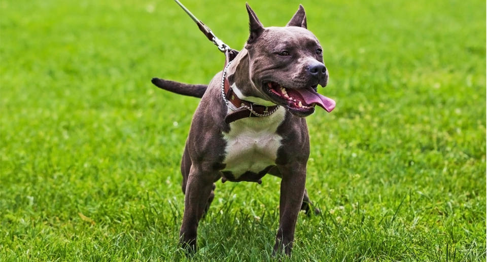 The father’s face had reportedly been mauled by a pit bull. (Photo: Getty file)