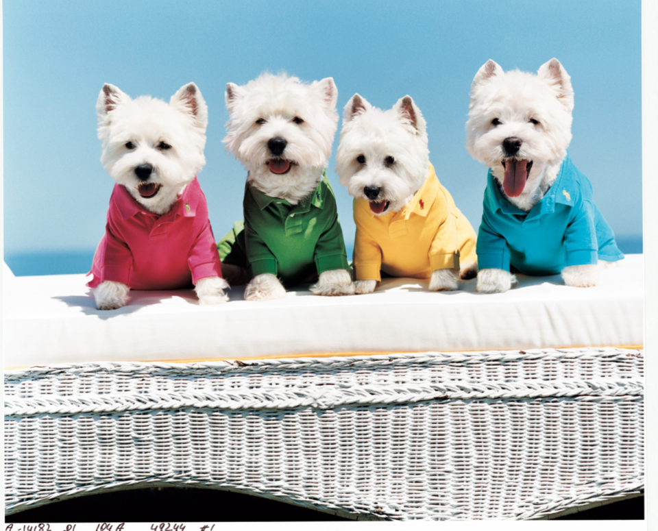 Dogs in polo shirts in Rizzoli’s new book ‘Ralph Lauren’s Polo Shirt’ - Credit: Courtesy of Ralph Lauren