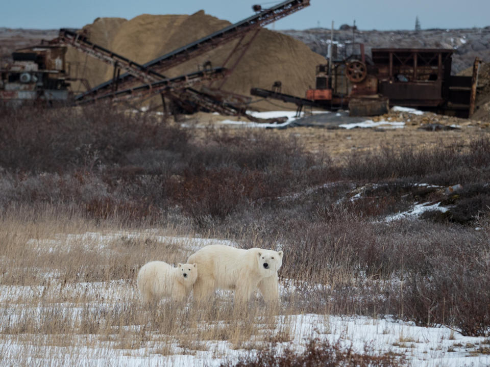 A polar bear mom and cub wander near the quarry on the outskirts of the Town of Churchill.  (Madison Stevens/ Polar Bears International)