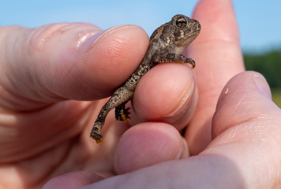 An American toad is shown August 23 at the headwaters of a tributary Trout Creek on the Oneida Reservation.