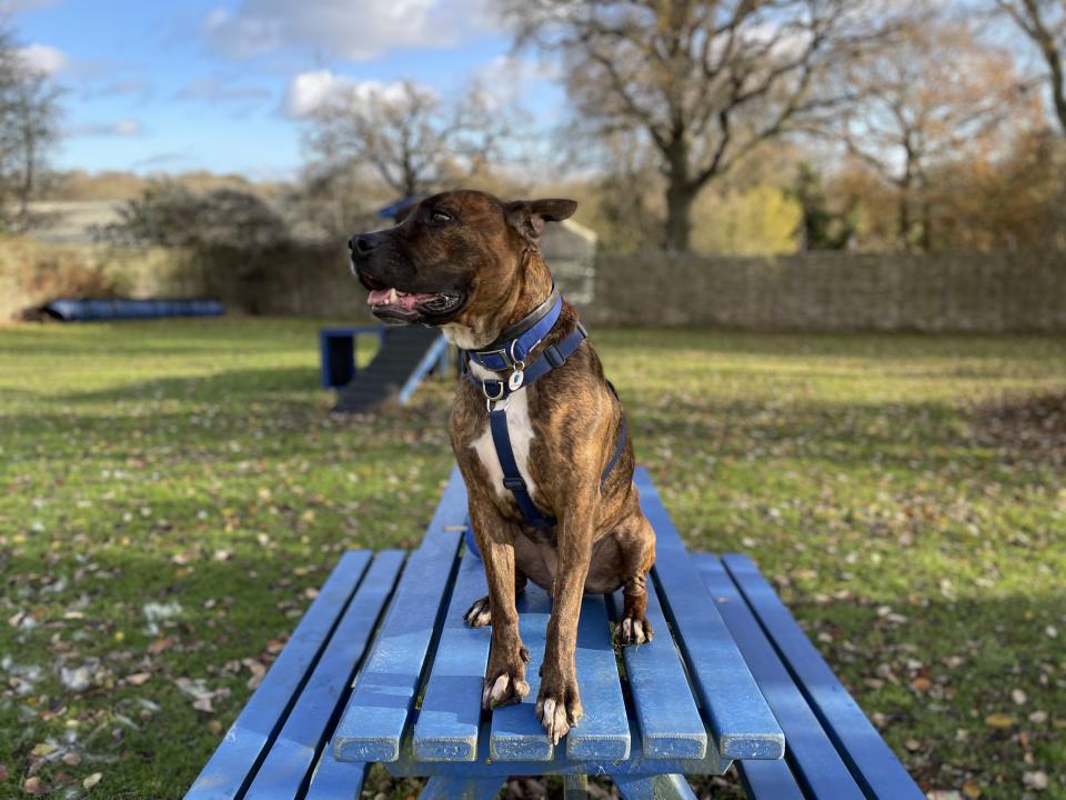 Luke is described  as 'cuddly' and 'loving' by staff (Battersea Dog & cats Home)