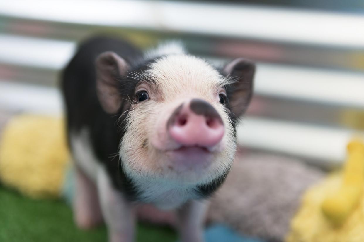 baby pot-bellied piglet