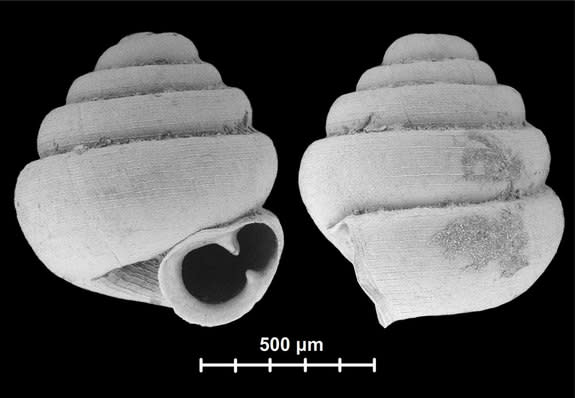 Tiny <i>Angustopila dominikae</i> was identified by a single empty shell found below limestone cliffs in Guangxi, China. It likely spends its life on the cliff walls.