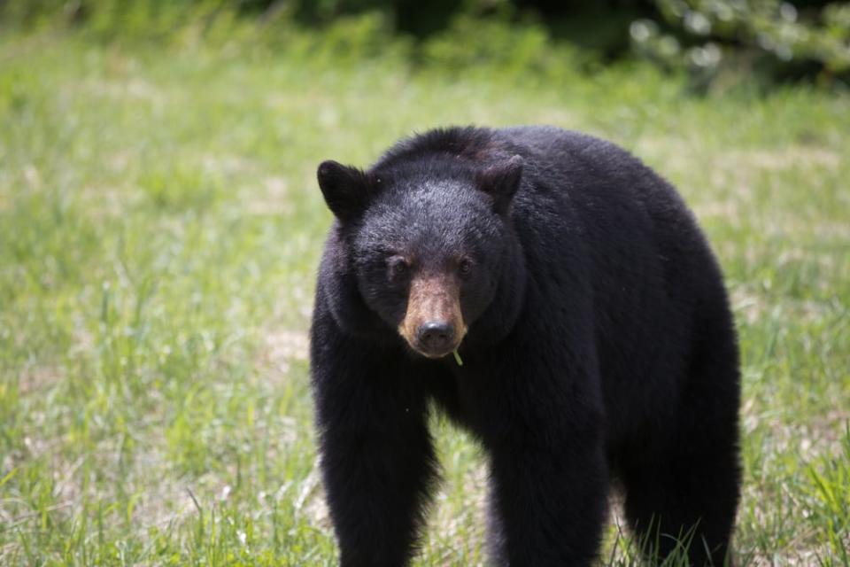 Black Bear near Whistler Canada; Shutterstock ID 672861172