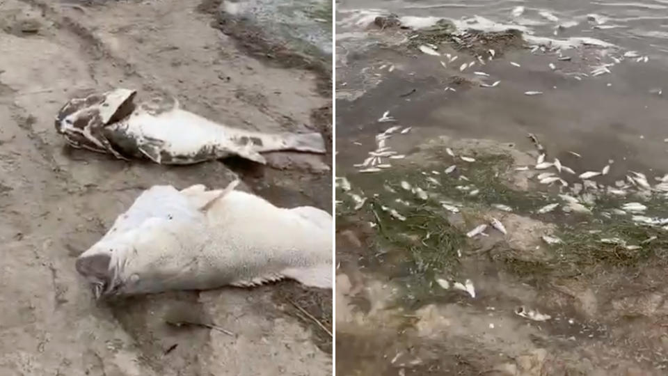 Video footage shared on Facebook shows thousands of dead fish lying along the river. Source: Facebook/ Kristy Baran Wasilczuk