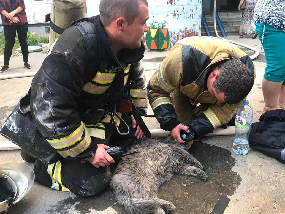 Two firefighters tend to Muryonka the cat by giving it oxygen.
