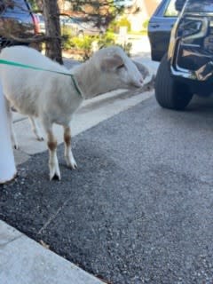 The Village of Grayslake Police Department on Thursday shared two pictures of two goats who escaped confinement.